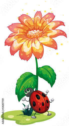 A bug under the giant flower