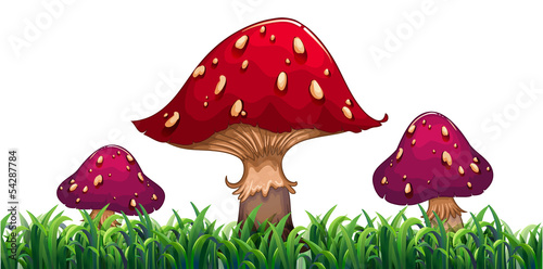 Three mushrooms