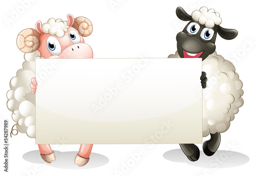 Two sheeps holding an empty banner