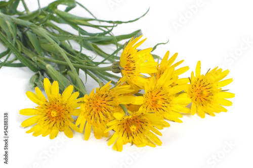 Bouquet of yellow flowers salsifyс on white background