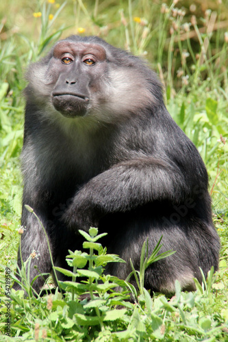 Singe en captivité.