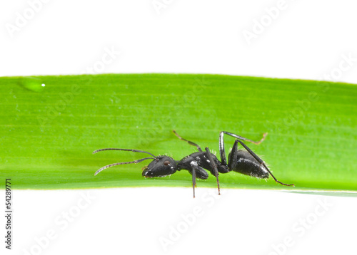 Side view of ant on grass