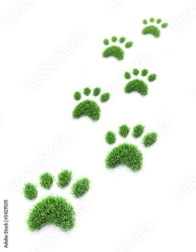 Fototapeta Naklejka Na Ścianę i Meble -  Grass pet paws
