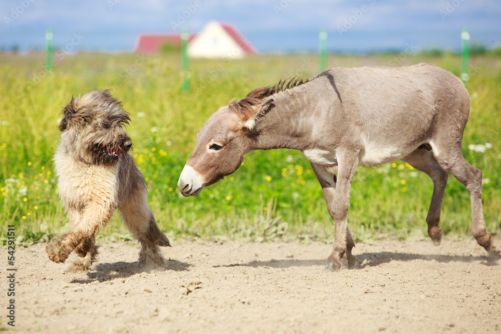 Grey donkey and briard dog