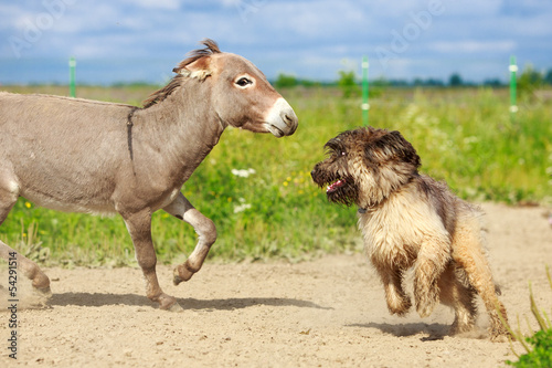 Fototapeta Naklejka Na Ścianę i Meble -  Grey donkey and briard dog