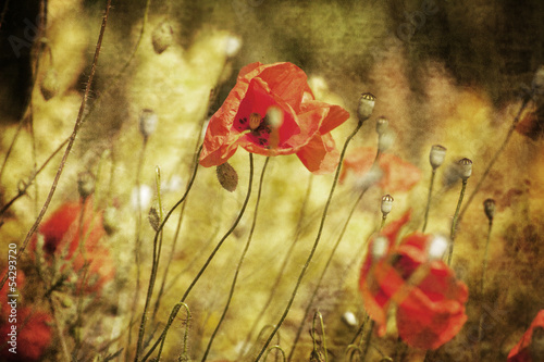 Fotografía red textured wild flower-spring time