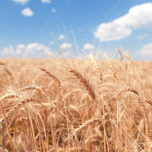 golden wheat field and blue sky background