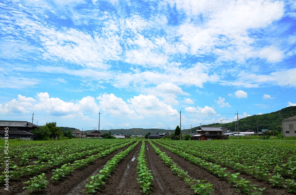 大豆畑と夏空