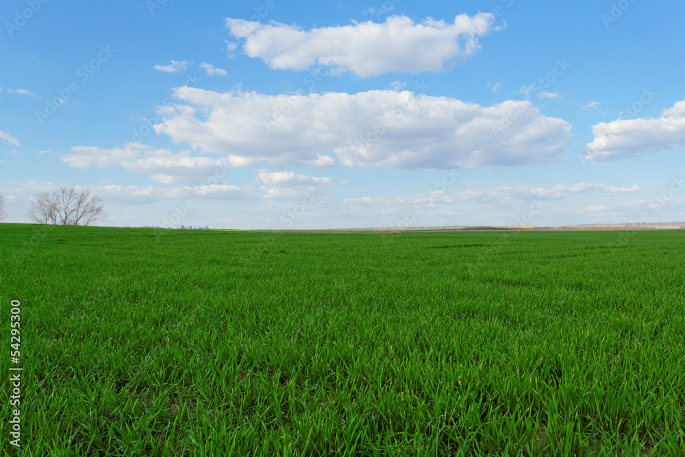 wheat field under the blue cloudy sky