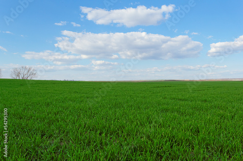 wheat field under the blue cloudy sky © nagydodo