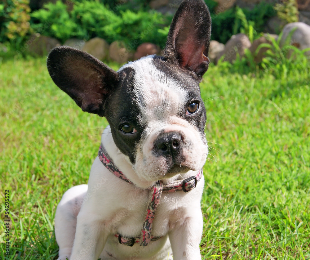 French bulldog puppy 