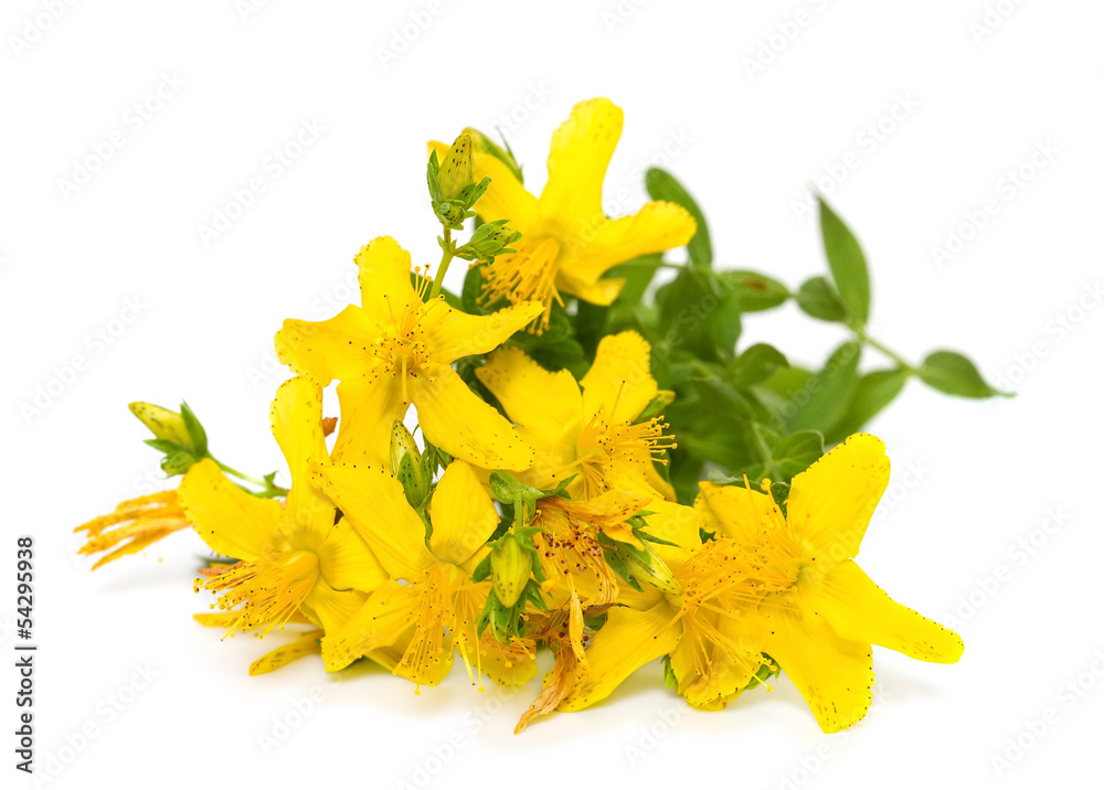 St. John's wort flowers close up on white background St. John's wort flowers close up on white background