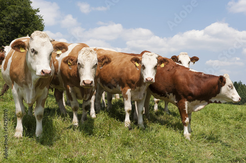 Kühe auf die Wiese