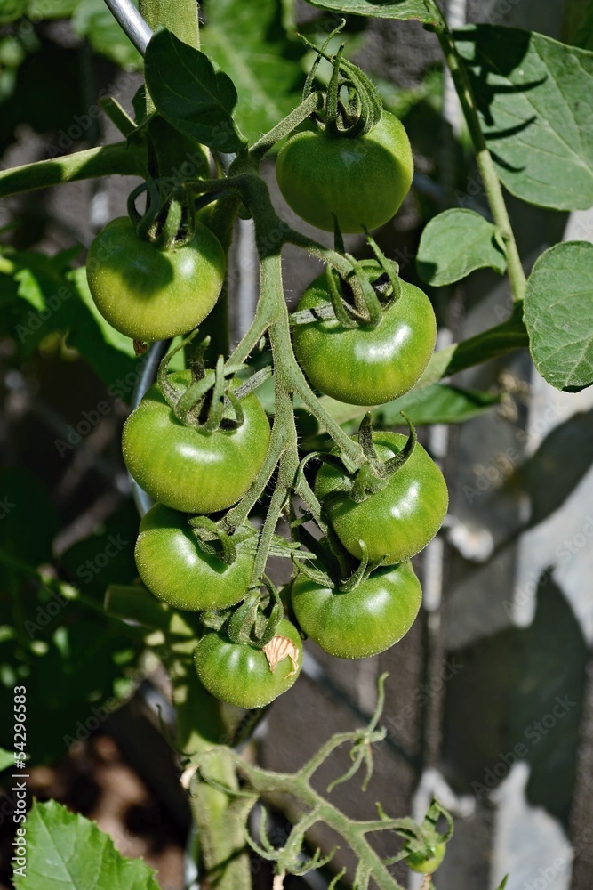 Green tomatoes growing on the branches