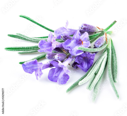 lavender macro