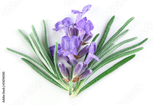 Fototapeta Naklejka Na Ścianę i Meble -  lavender macro. isolated