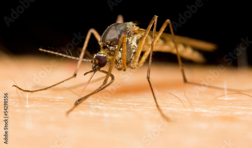 Close-up of a mosquito sucking blood © corlaffra