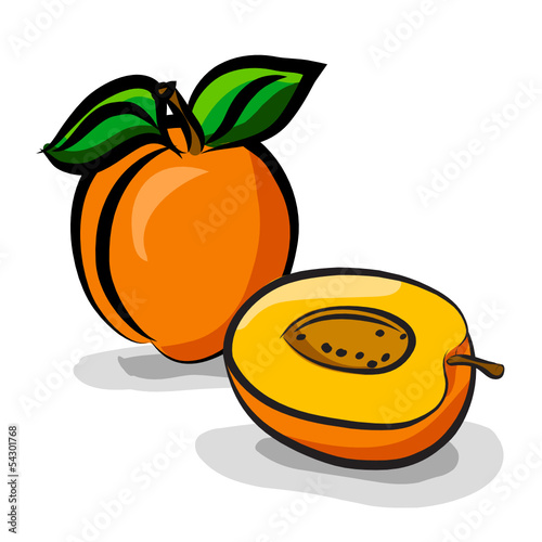 Apricot fruits sketch drawing vector set photo