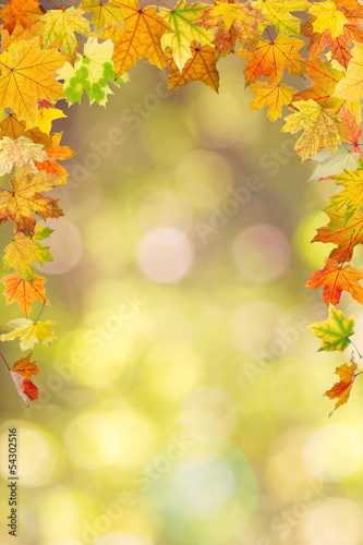 Maple autumn foliage, on natural background.