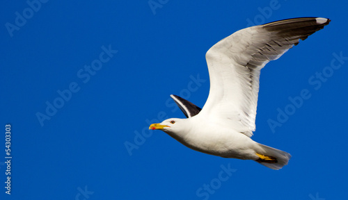 Close-up of a flying seagull in a clear blue sky
