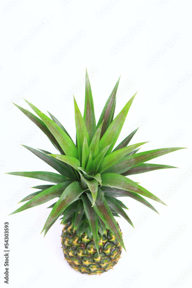 Fototapeta premium pineapple