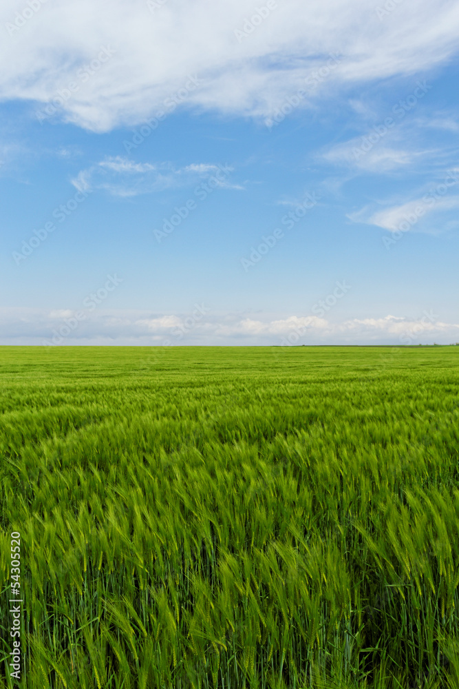 wheat field under the blue cloudy sky