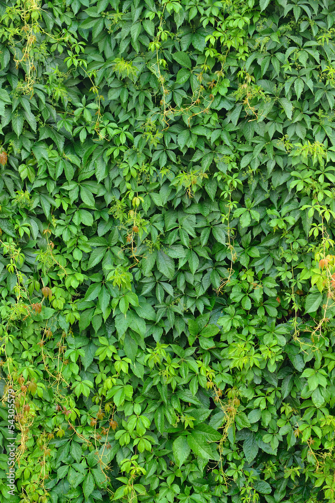 Green creeper Green creeper