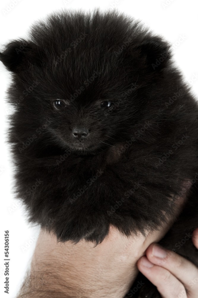 Obraz premium Baby pomeranian