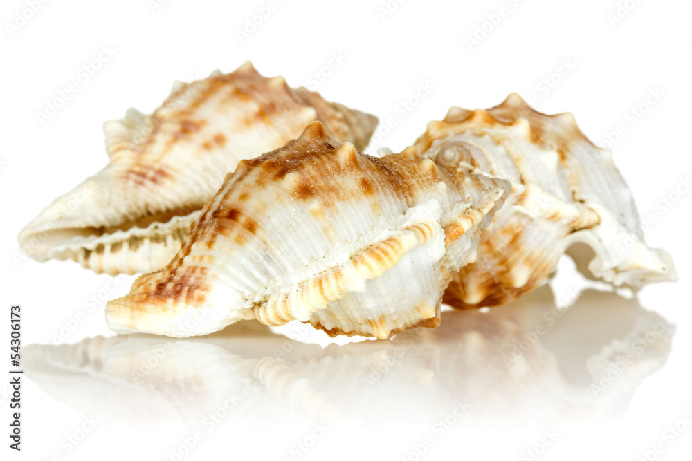 Sea shells on white background