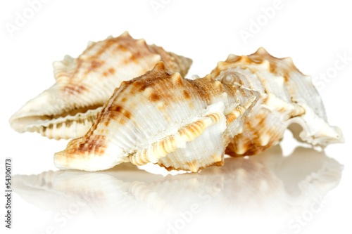 Sea shells on white background