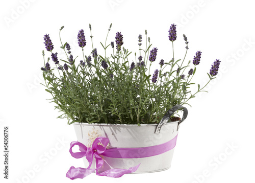 Fototapeta Naklejka Na Ścianę i Meble -  lavender