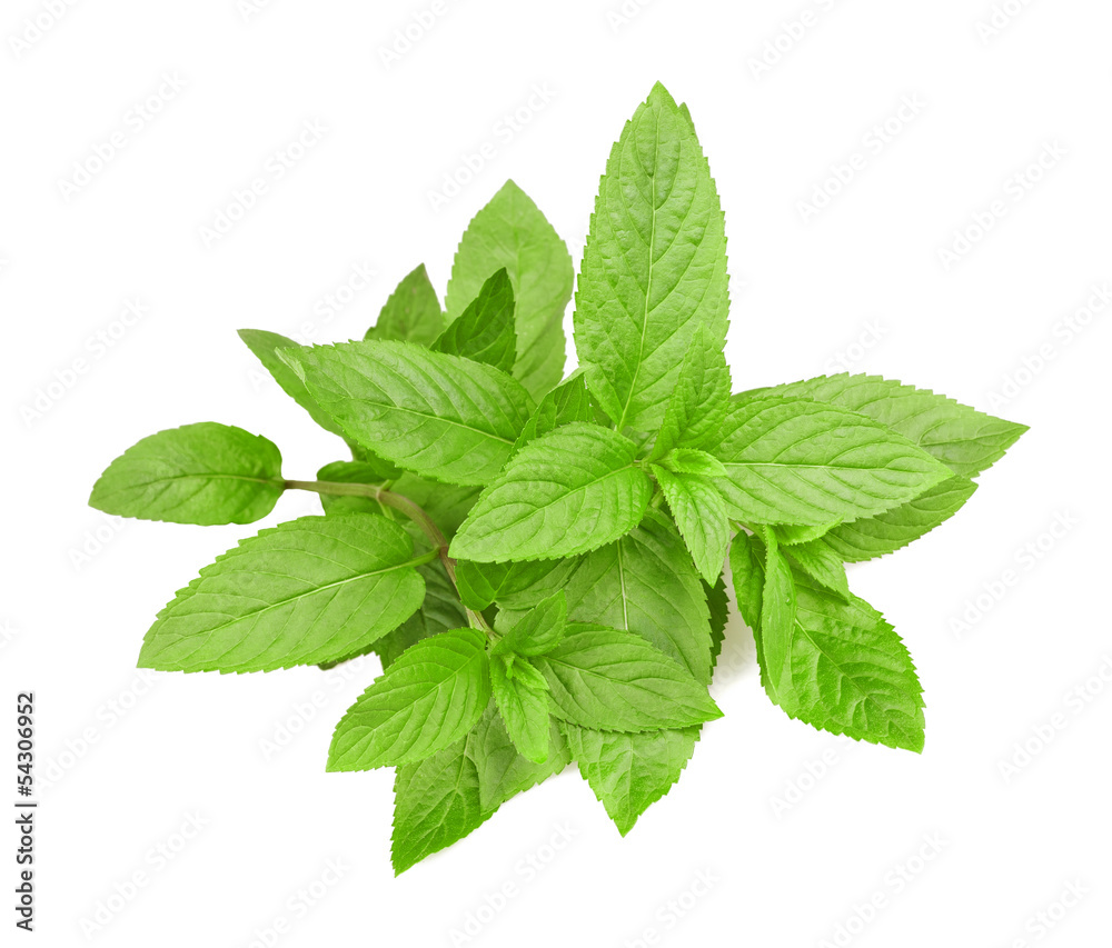 Mint Mint
