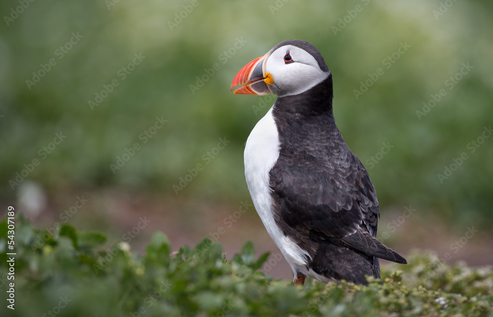 Obraz premium Puffin on grass