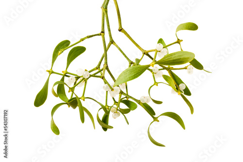 mistletoe branch photo