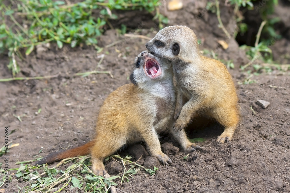 Obraz premium Suricate or meerkat (Suricata suricatta) babies