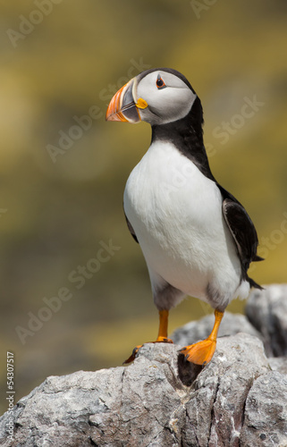 Puffin on a rock © Menno Schaefer