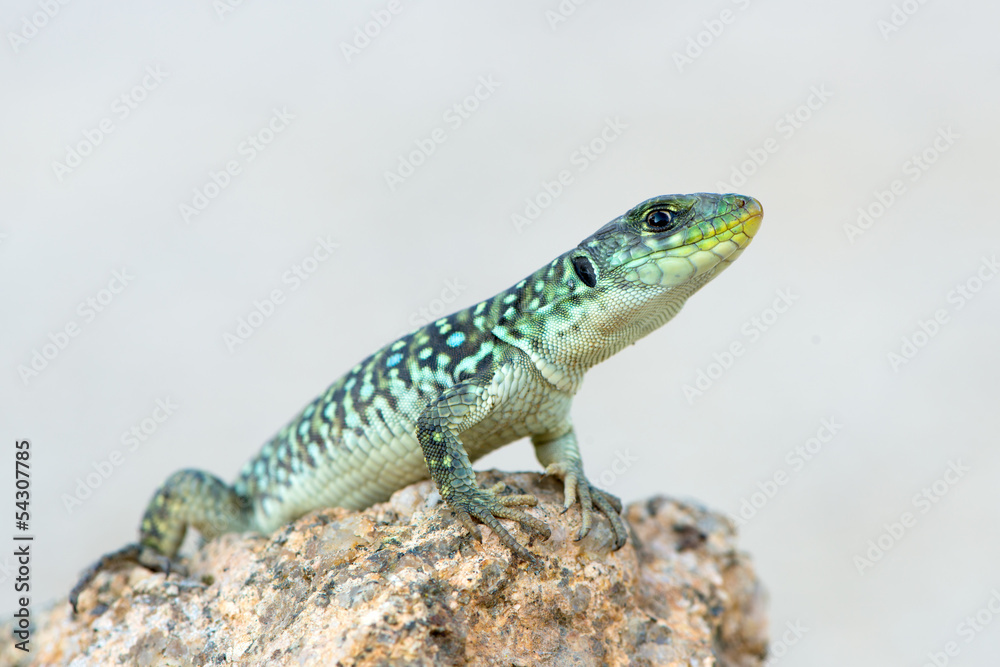 Fototapeta premium Timon lepidus