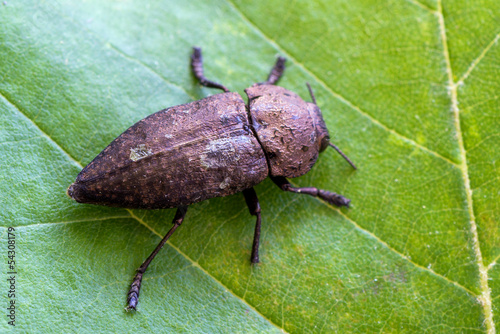 Capnodis tenebricosa photo