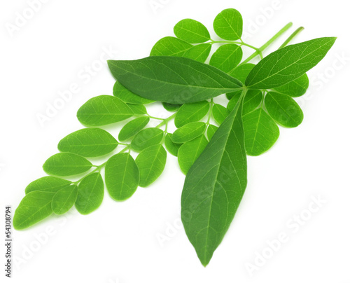 Medicinal vitex negundo with moringa leaves