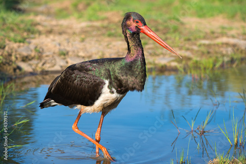 Black Stork - Ciconia nigra