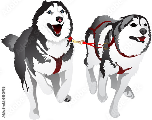 Husky sled race in the sport for speed