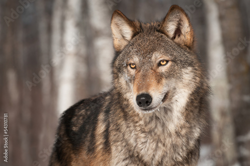 Grey Wolf (Canis lupus) Looks Left
