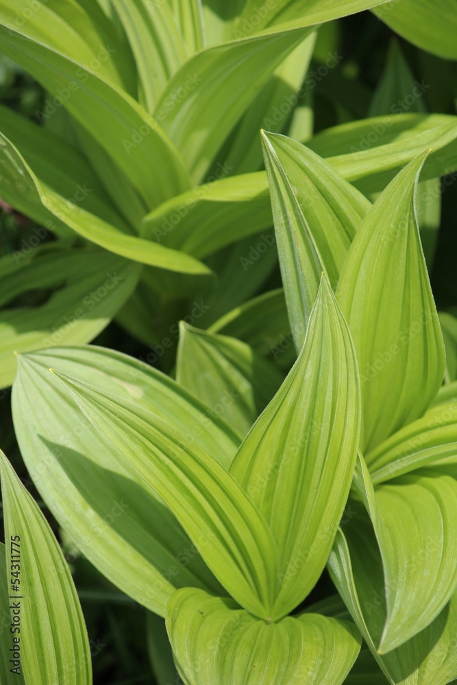 Obraz premium Green leaves