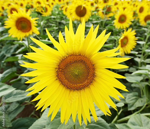 sunflowers at field