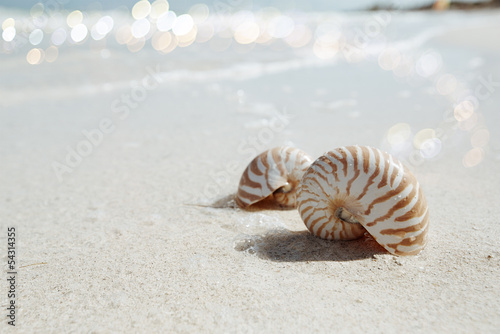 nautilus shell in blue sea wave, shallow dof