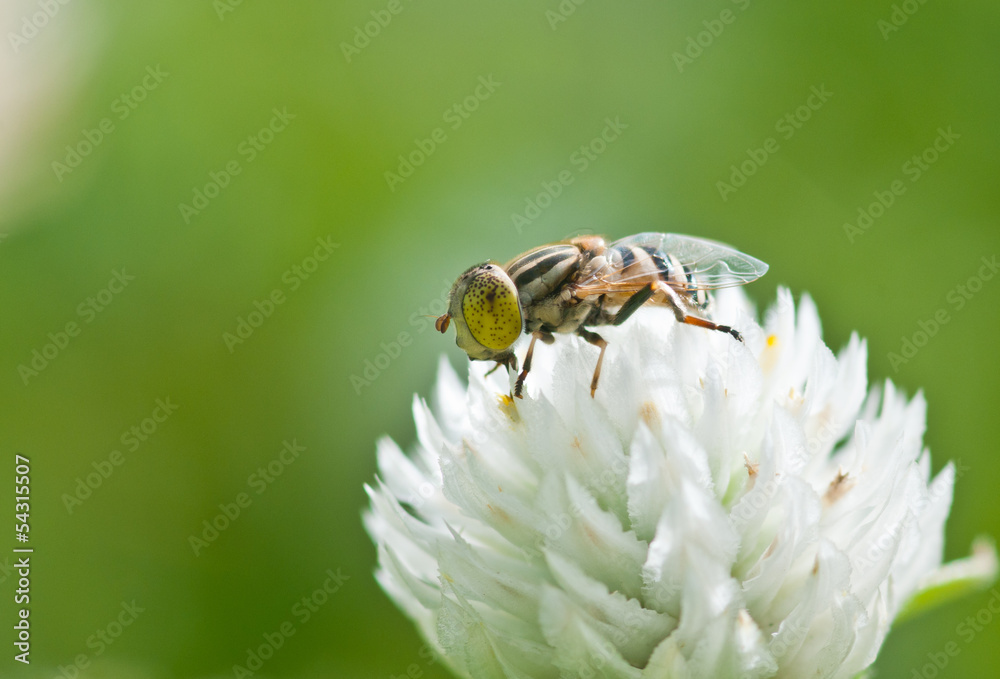 hoverfly on white flower close up hoverfly on white flower close up