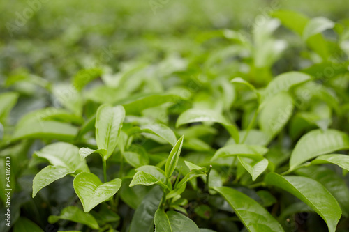 tea leafs