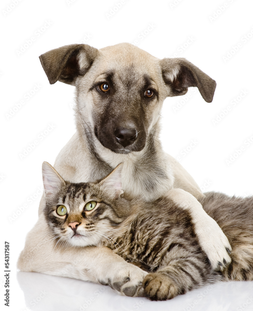 Fototapeta premium the dog hugs a cat. isolated on white background