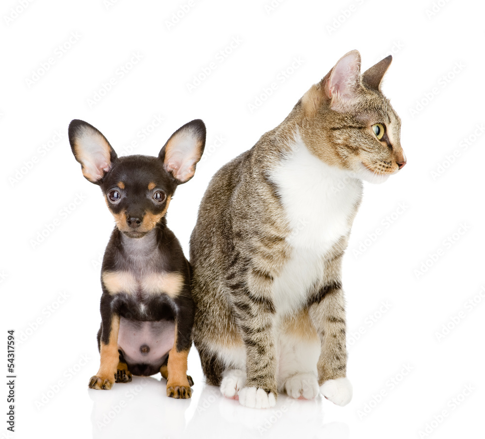 cat with a dog attentively look in the camera. isolated on white cat with a dog attentively look in the camera. isolated on white