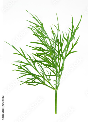 green dill isolated